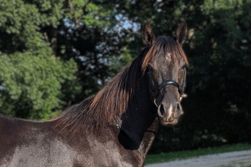 N' Joy, Superbe Quarter Horse M&acirc;le de 2 Ans au Caract&egrave;r