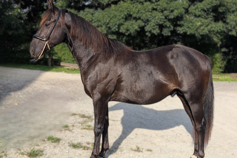 N' Joy, Superbe Quarter Horse M&acirc;le de 2 Ans au Caract&egrave;r