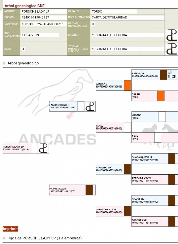 Jument CDE Caballo Deporte Espanol A vendre 2019 Gris