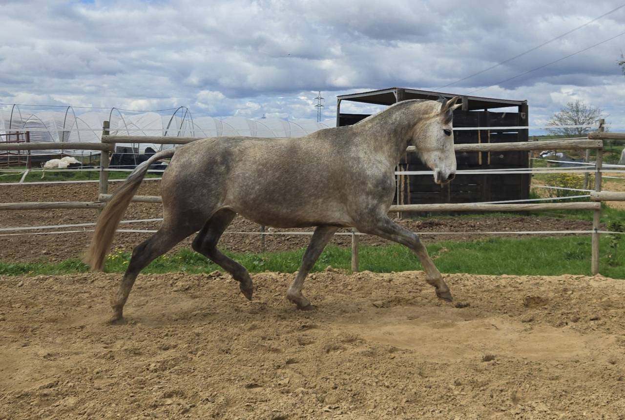 Jument CDE Caballo Deporte Espanol A vendre 2019 Gris