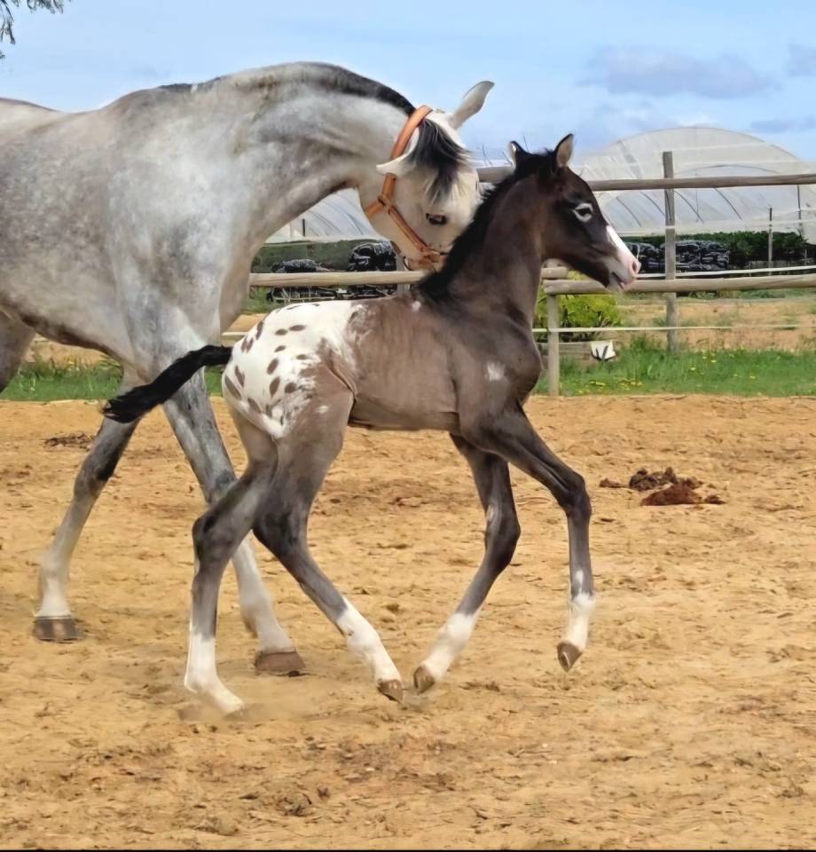 Jument CDE Caballo Deporte Espanol A vendre 2019 Gris