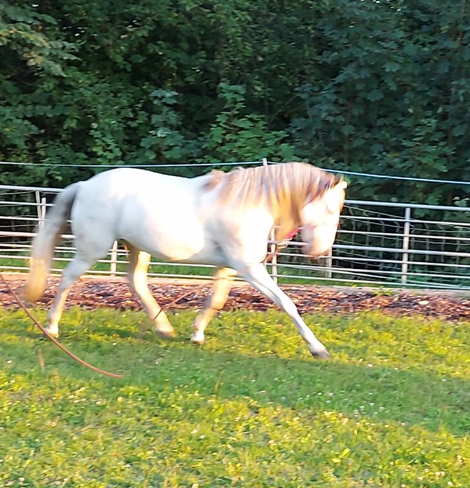 Jument lusitanienne 13ans