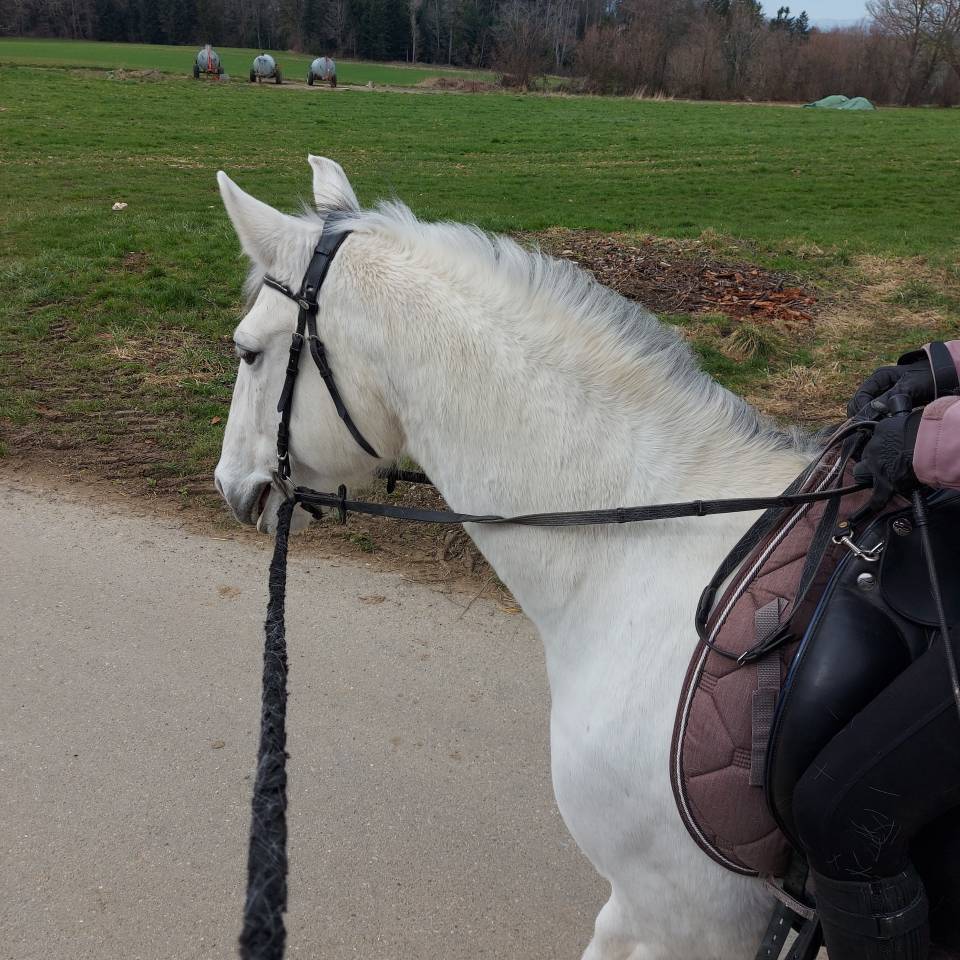 Jument lusitanienne 13ans