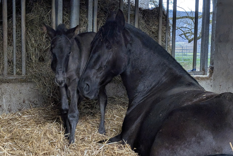 Intrepida NC, &eacute;l&eacute;gante, excellent caract&egrave;re.