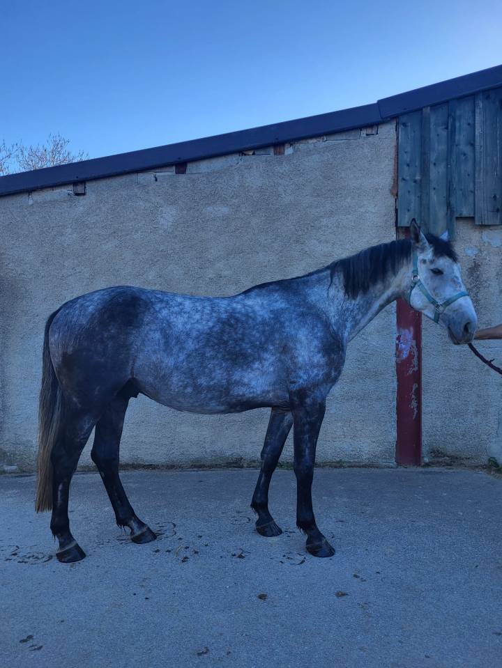 Cheval de 4 ans par Stakkatol &agrave; vendre