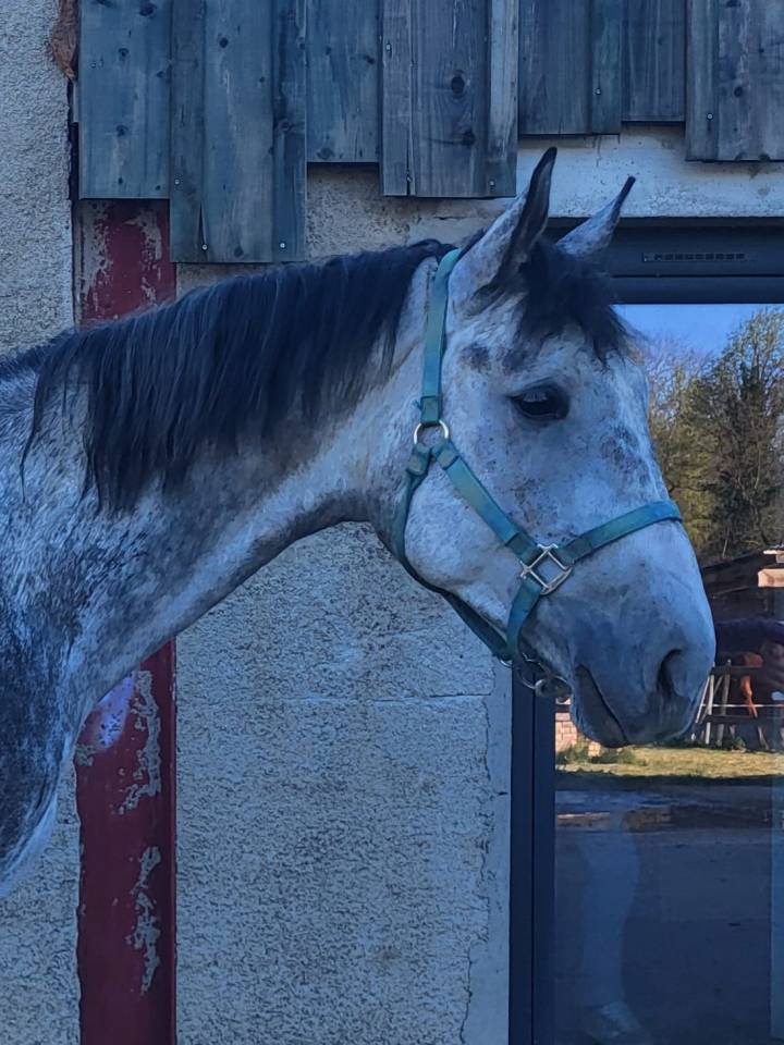 Cheval de 4 ans par Stakkatol &agrave; vendre