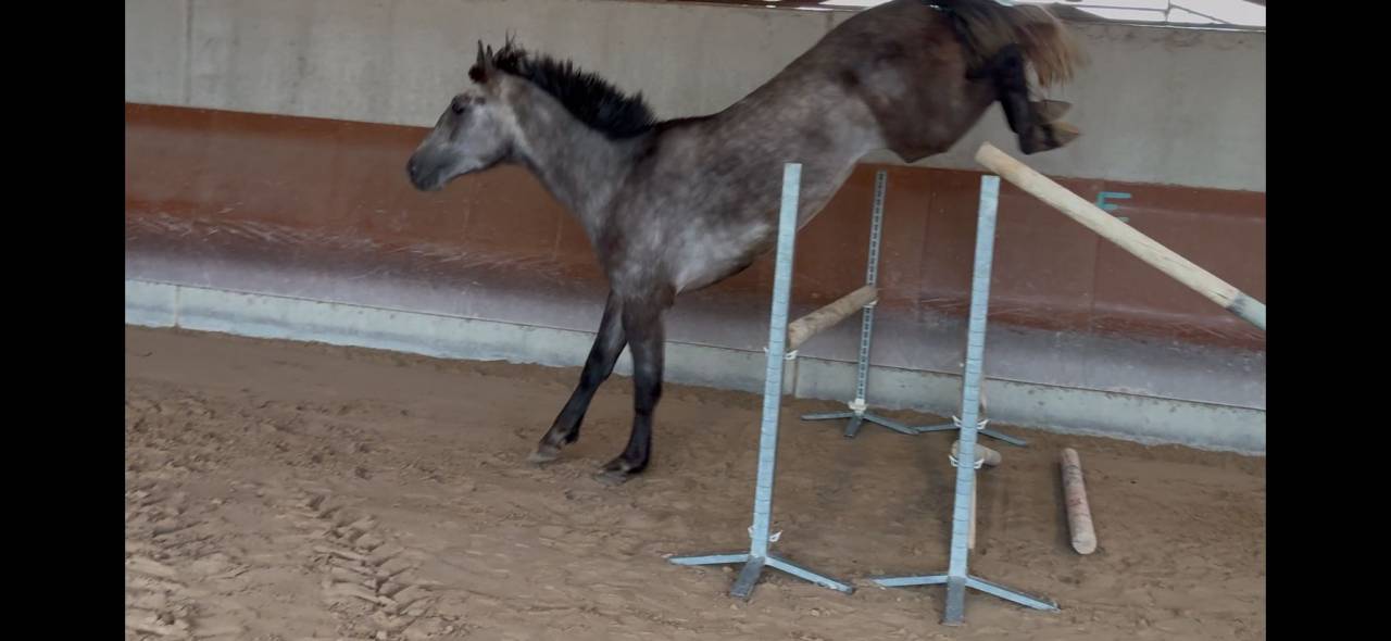Cheval de 4 ans par Stakkatol &agrave; vendre