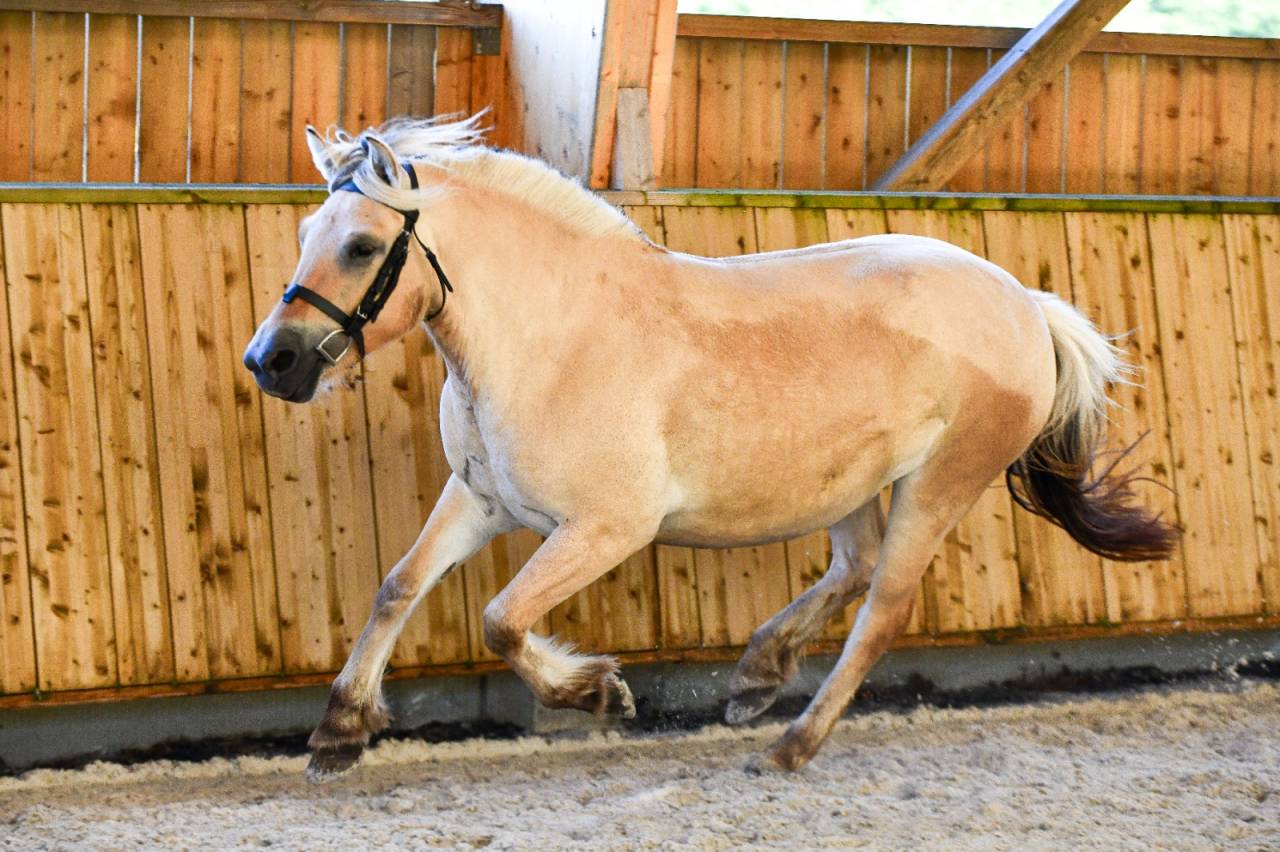Jument - Fjord - 4 ans - Dressage / Loisir - France