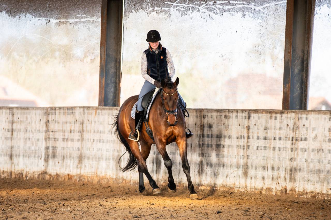 Jument KWPN Cheval de Sport N&eacute;erlandais A vendre 2022 Brun par Giano