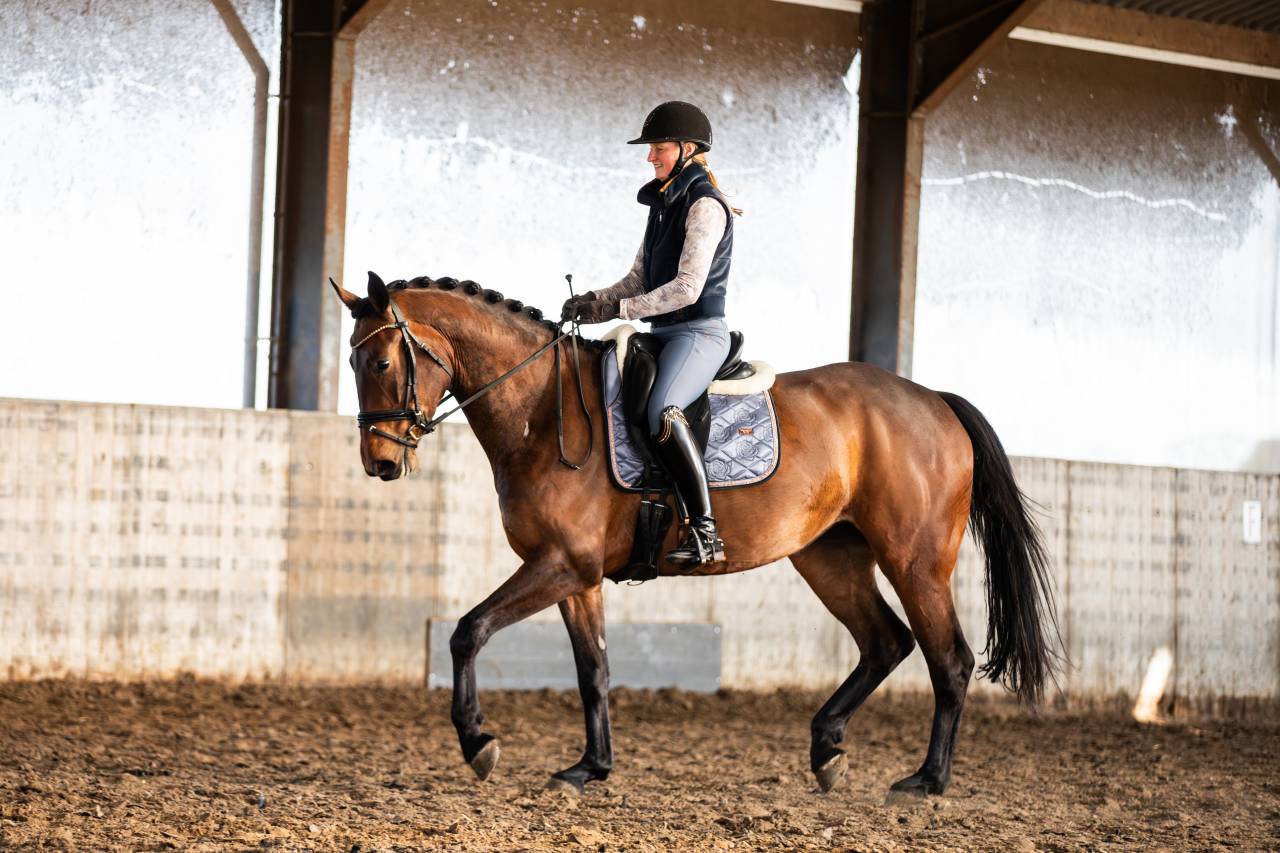 Jument KWPN Cheval de Sport N&eacute;erlandais A vendre 2022 Brun par Giano