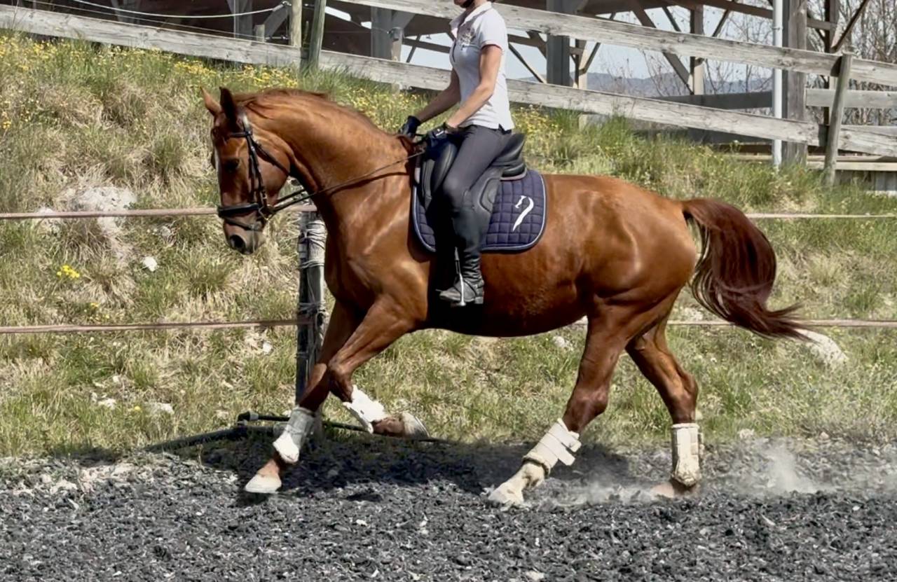 Jument SF polyvalente