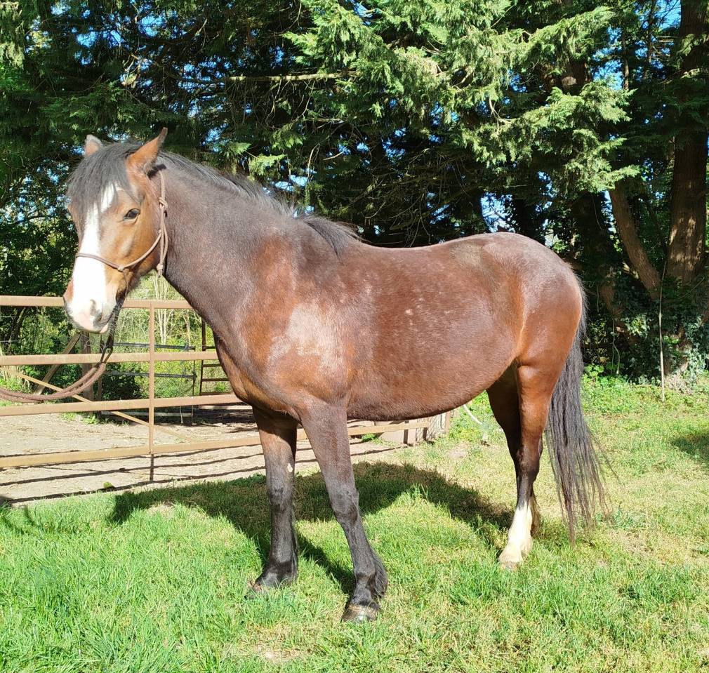 PONETTE CONNEMARA  5 ANS - 145 CMS
