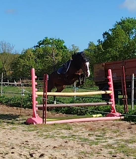 PONETTE CONNEMARA  5 ANS - 145 CMS