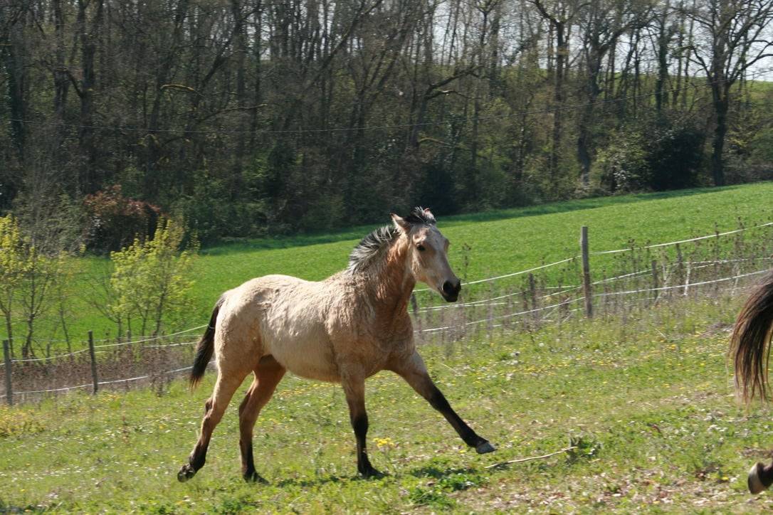 Pouliche pleins papiers race cr&egrave;me robe isabelle 