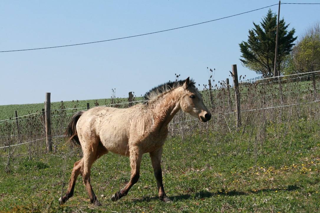 Pouliche pleins papiers race cr&egrave;me robe isabelle 
