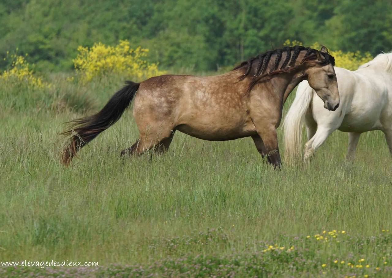 Pouliche pleins papiers race cr&egrave;me robe isabelle 