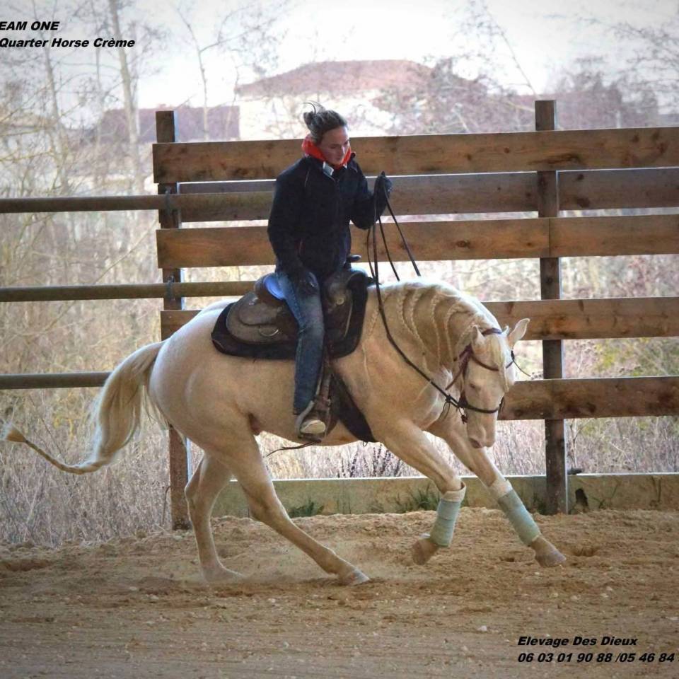 Pouliche pleins papiers race cr&egrave;me robe isabelle 