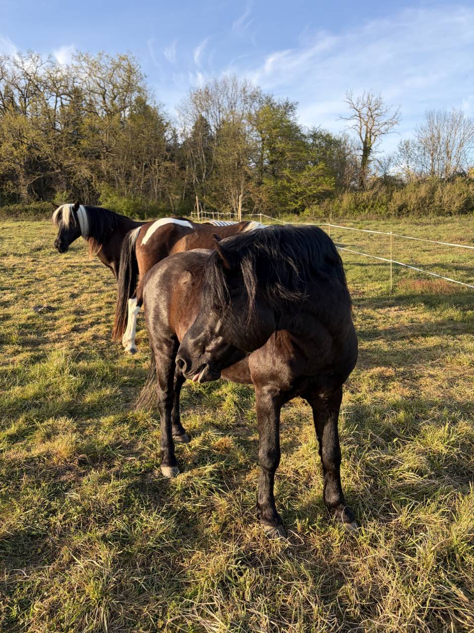 Saillie Poney 