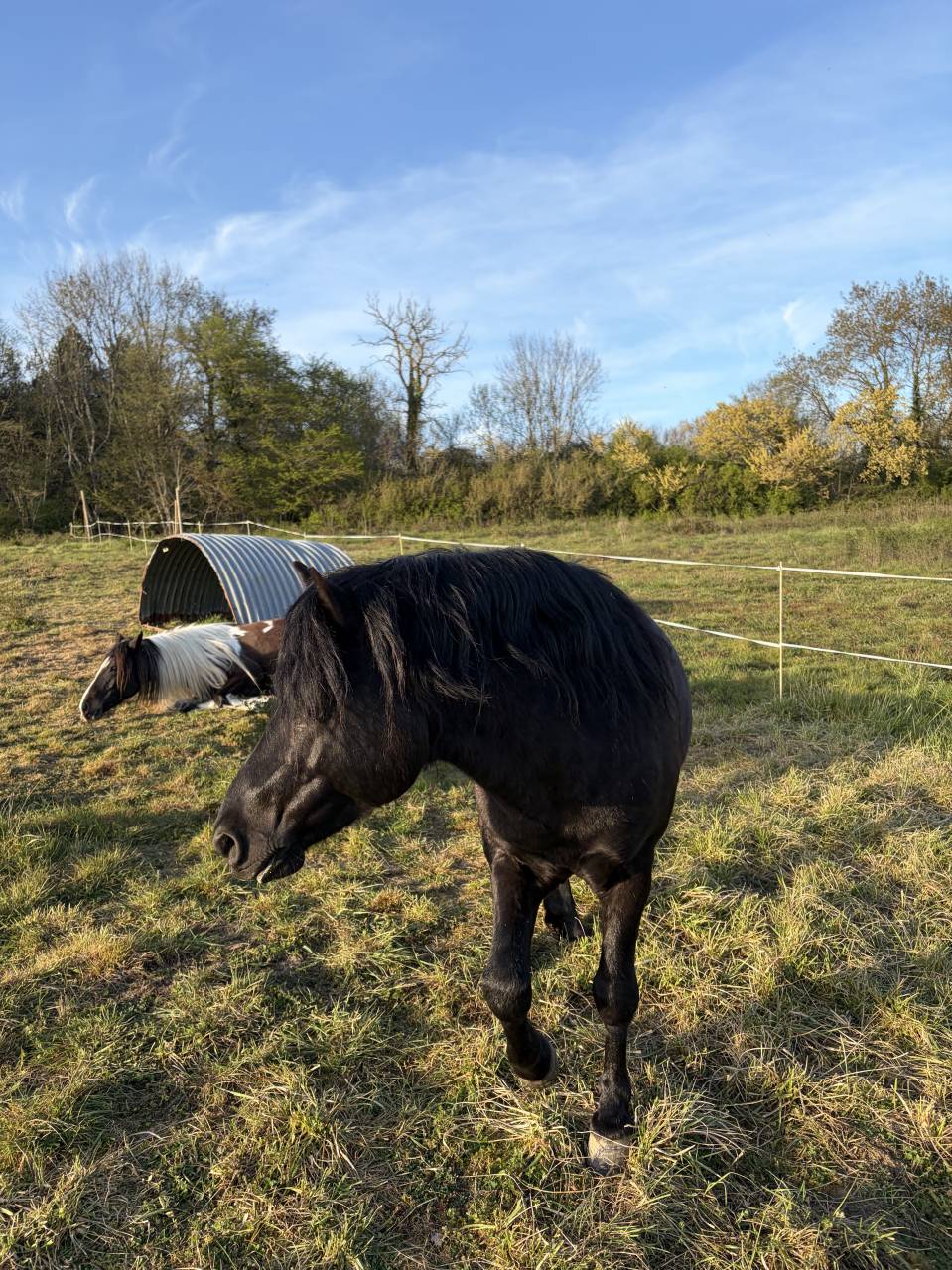 Saillie Poney 