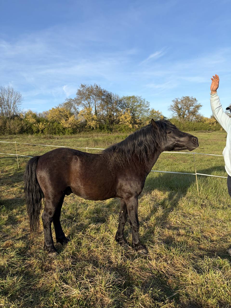 Saillie Poney 
