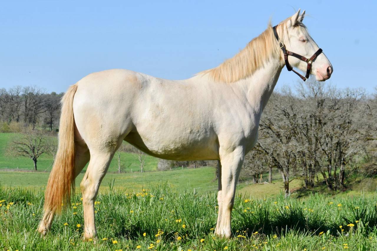 Jument 2ans Perlino SELLE FRANCAIS