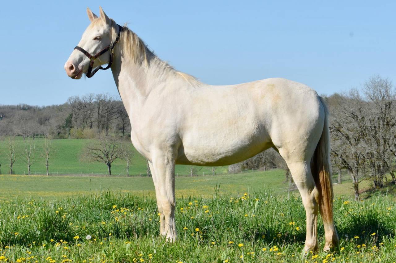 Jument 2ans Perlino SELLE FRANCAIS