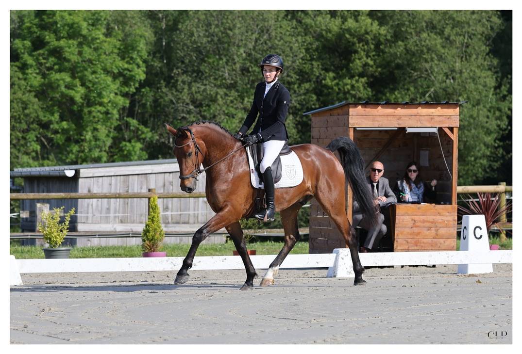 Hongre - KWPN - 4 ans - Dressage - France 