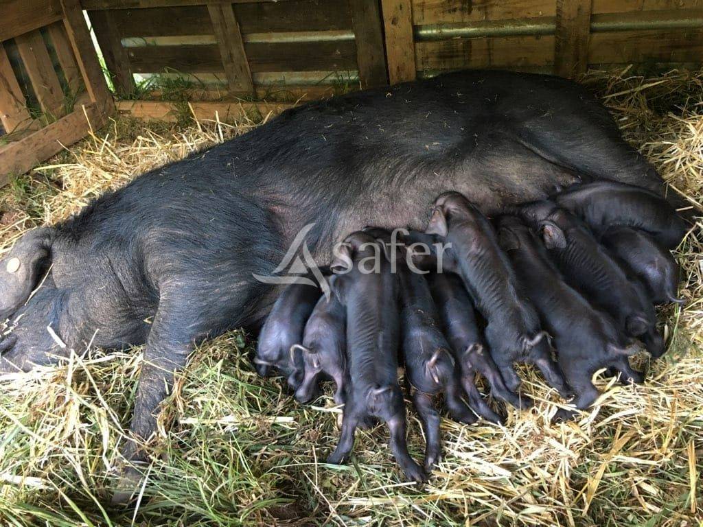 Vente d'exploitation porcine ou autres productions sur 7 ha