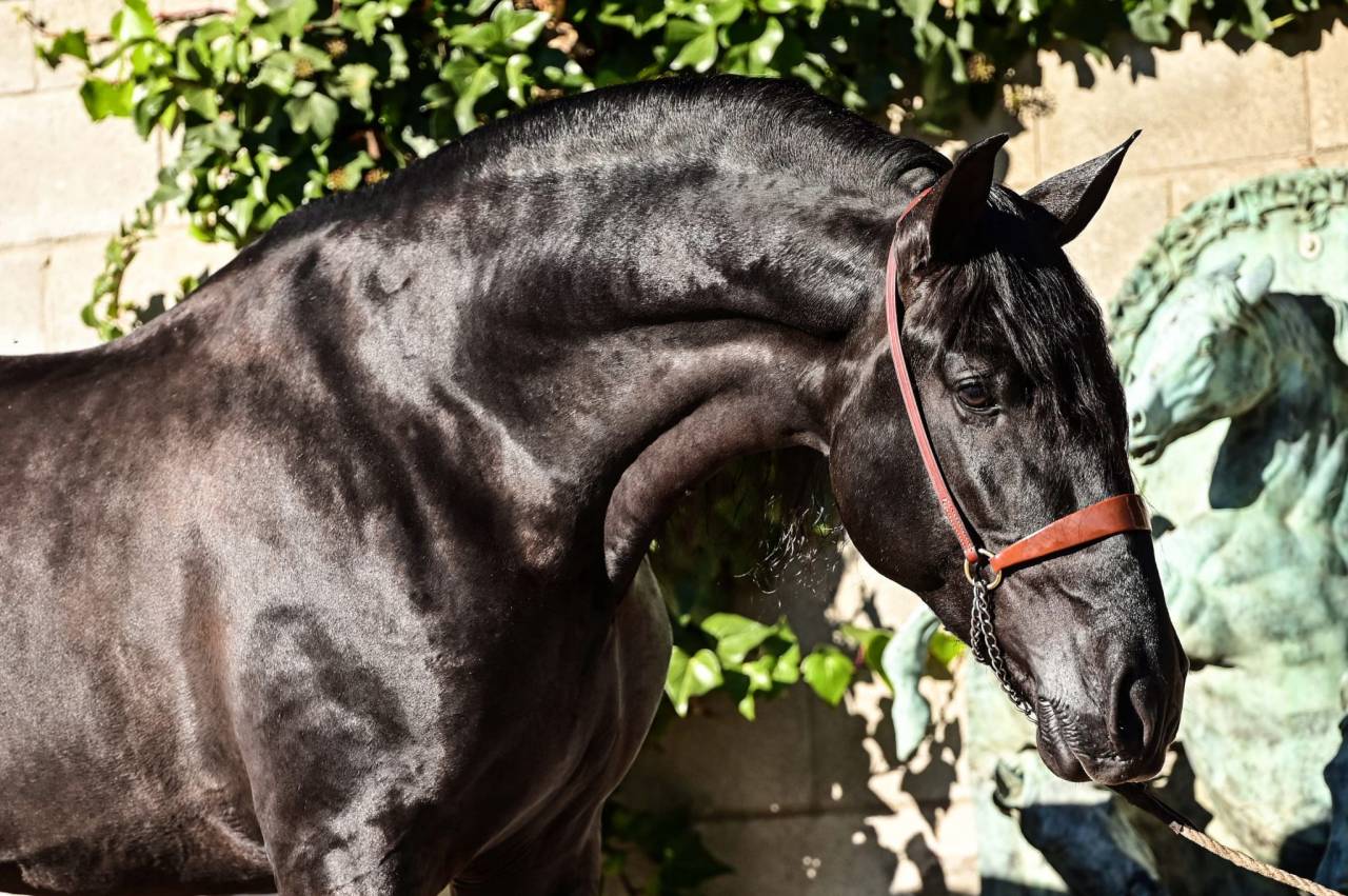 Pouliche PR Espagnole noire &agrave; vendre en Normandie