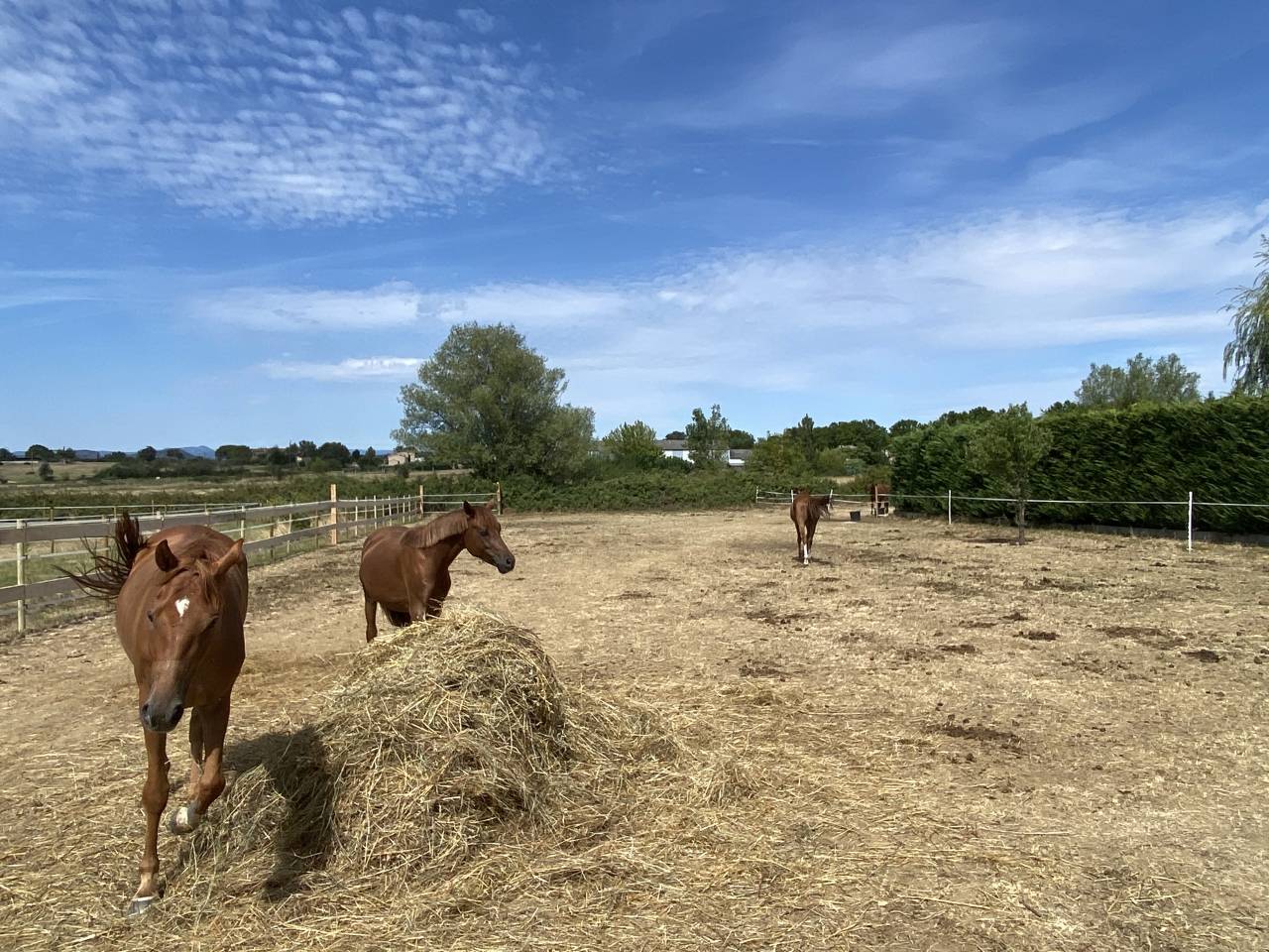 Proche UZES - confort et passion equestre