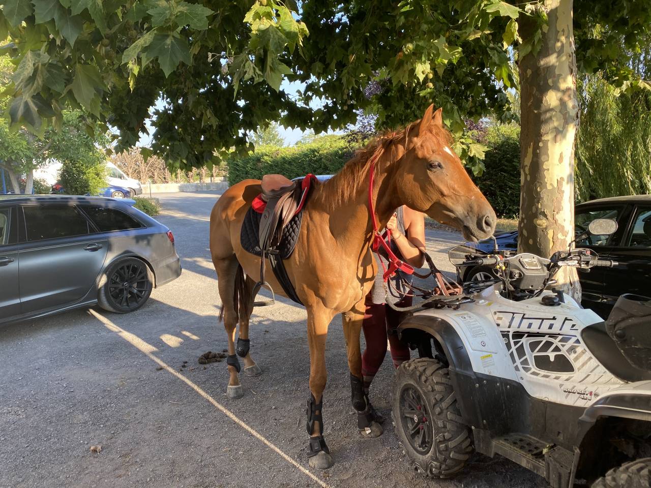 Proche UZES - confort et passion equestre