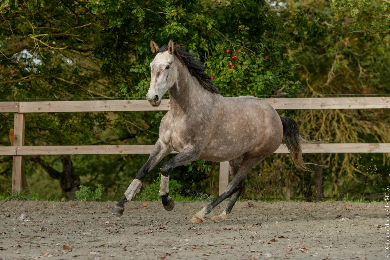 Jument - Lusitanienne -  6 ans -  Dressage - France 