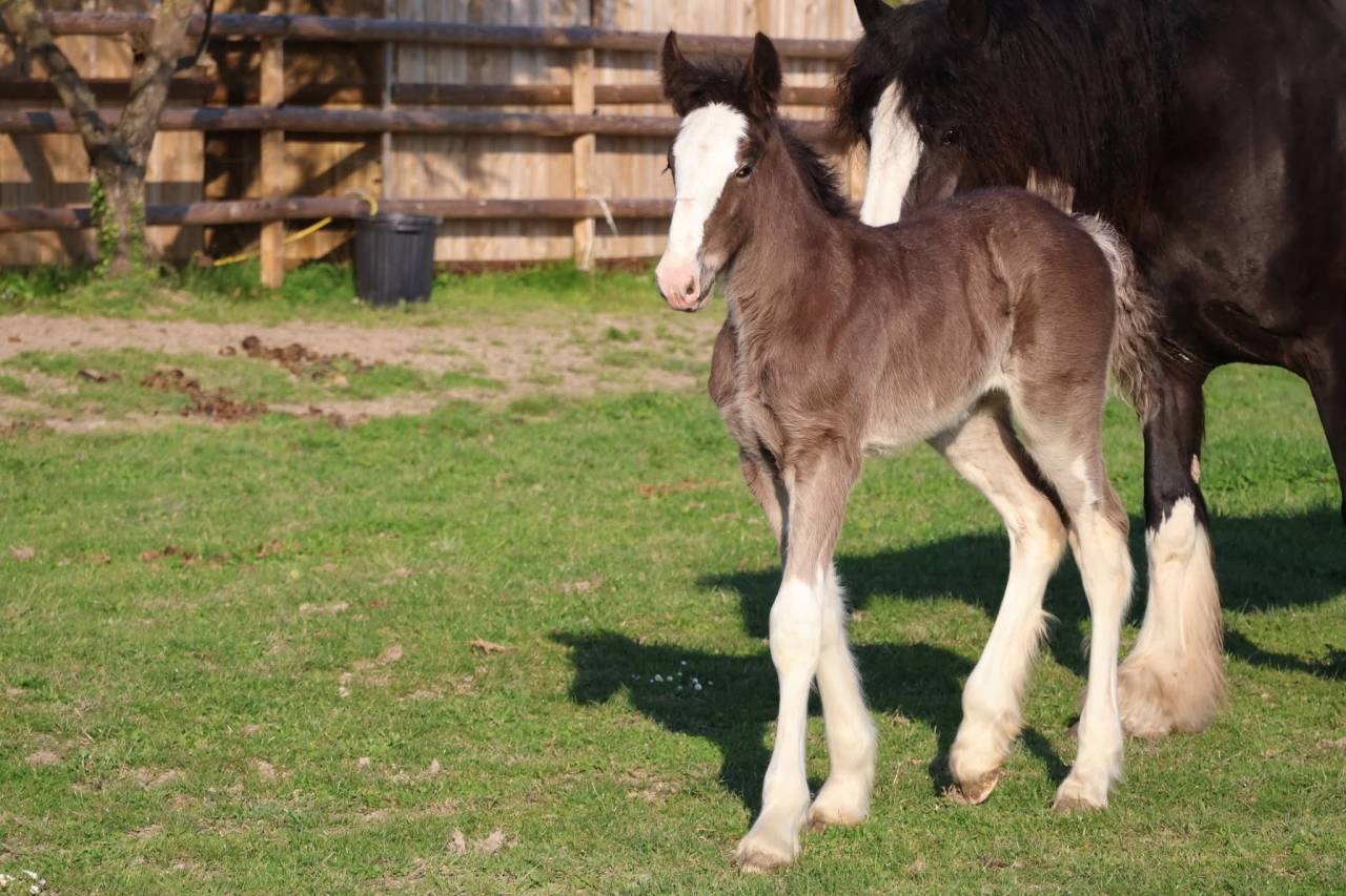 Pouliche shire pleins papiers