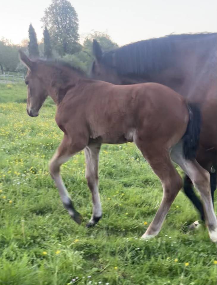 Superbe pouliche sf top origines 