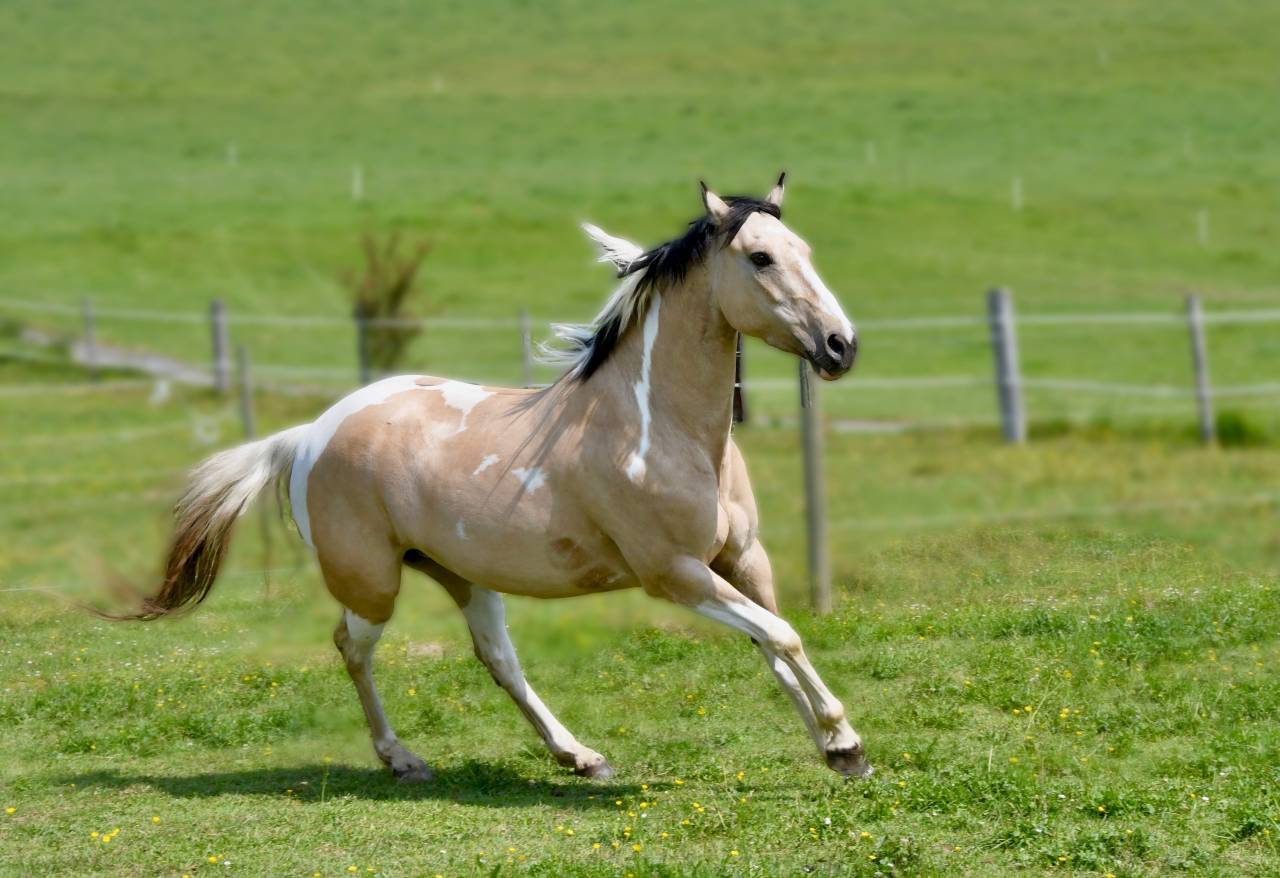 Jument de 9 ans &agrave; vendre