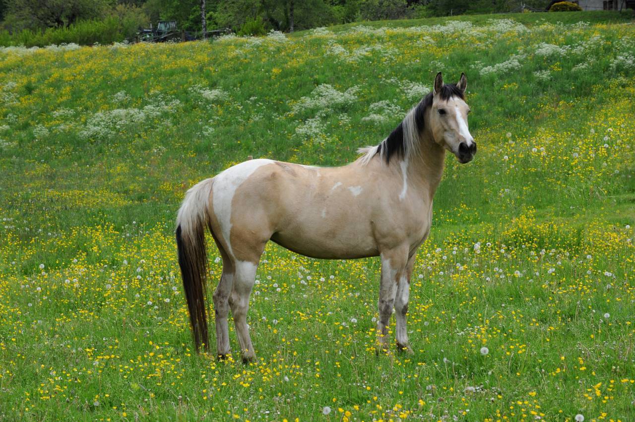 Jument de 9 ans &agrave; vendre