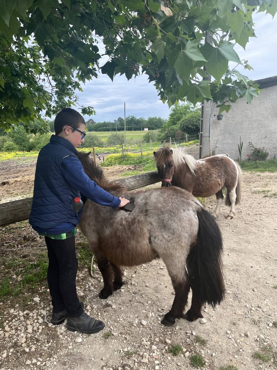 Adorable poney pour enfants