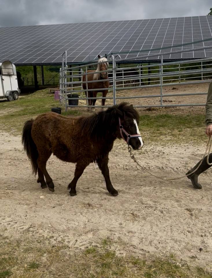 Pimkie d&rsquo;Alix magnifique ponette 