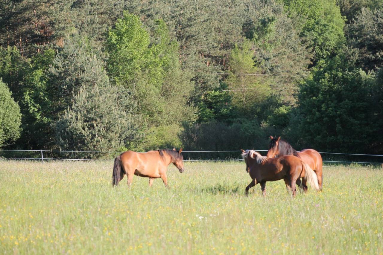 Propri&eacute;t&eacute; &eacute;questre A vendre 