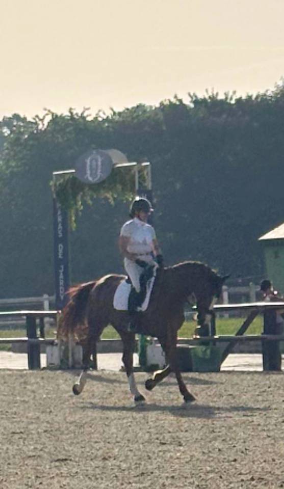 A vendre jument dressage 