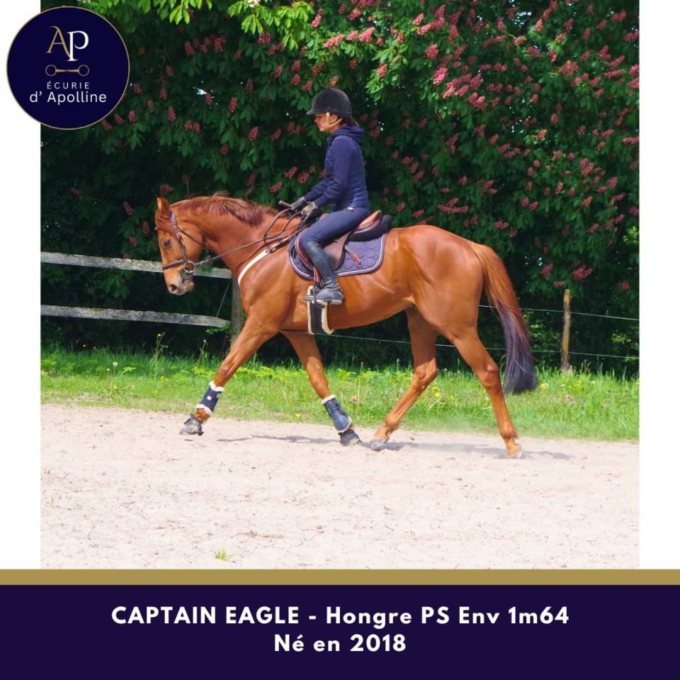 Magnifique hongre env 1m64