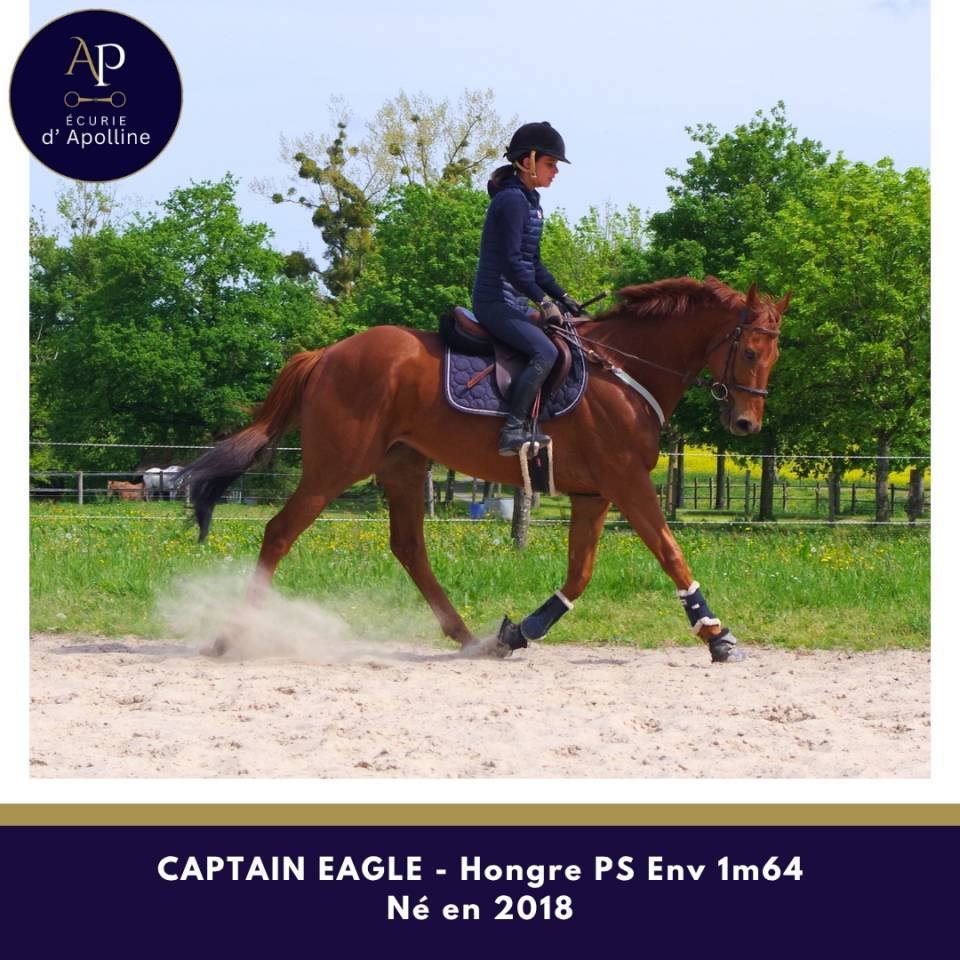 Magnifique hongre env 1m64