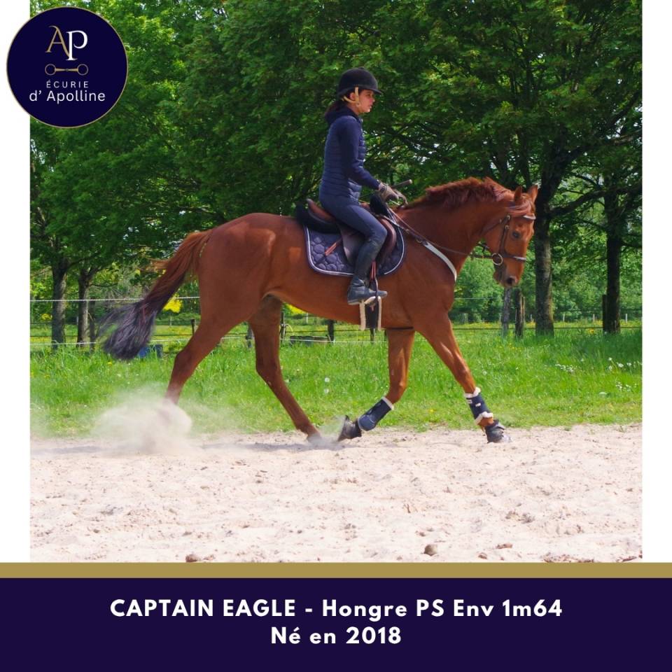 Magnifique hongre env 1m64