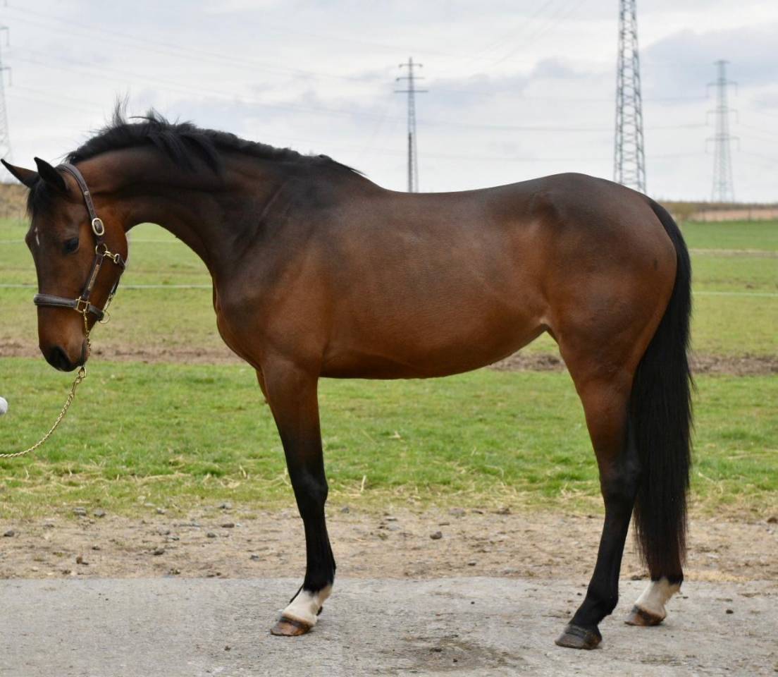 SUPERBE JUMENT DE 4 ANS AVEC BEAUCOUP DE QUALIT&Eacute;S 