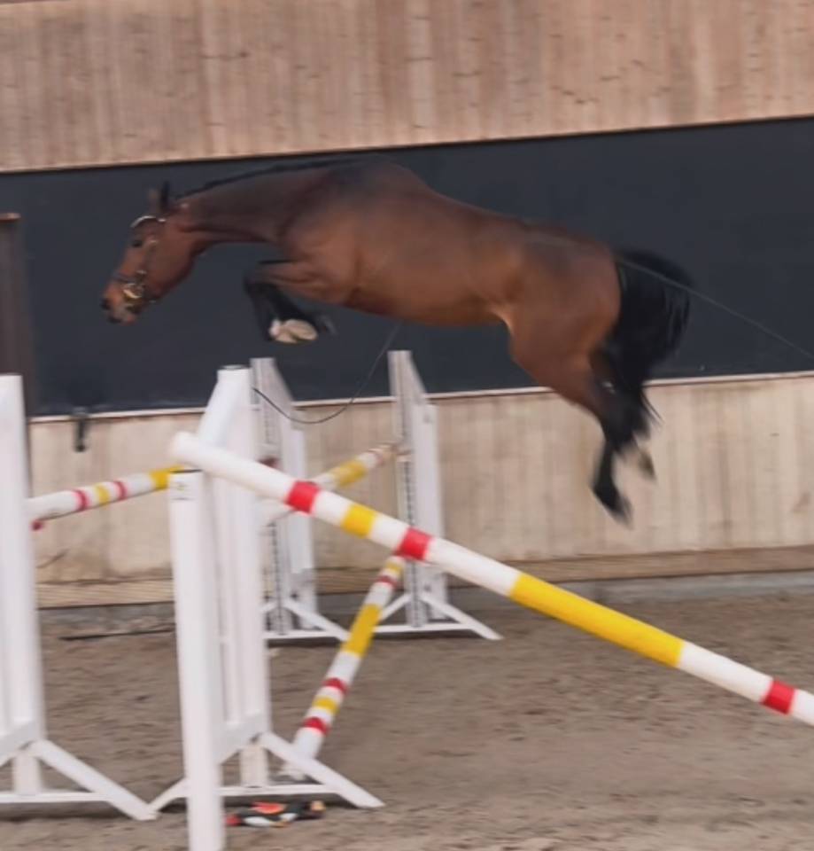 SUPERBE JUMENT DE 4 ANS AVEC BEAUCOUP DE QUALIT&Eacute;S 