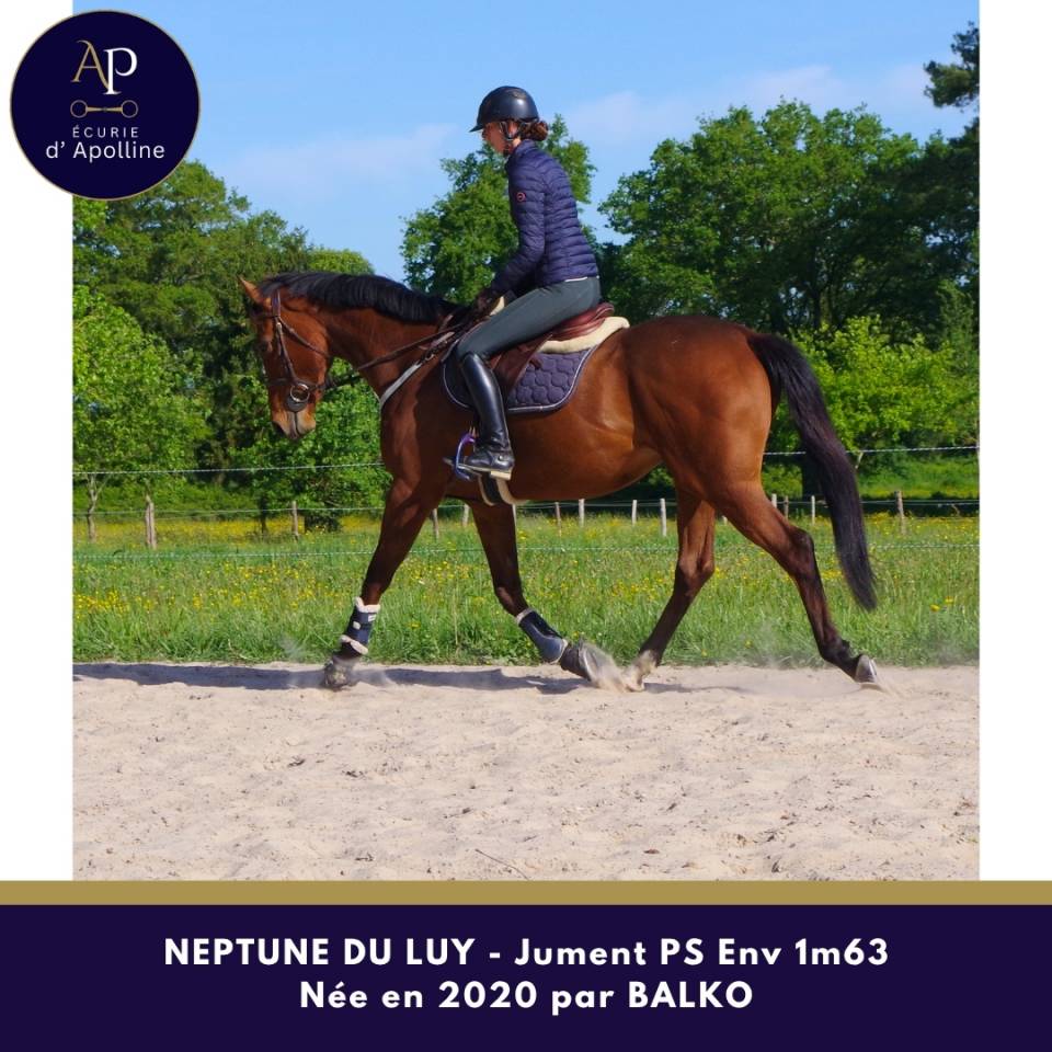 Belle jument 6 ans bon mental