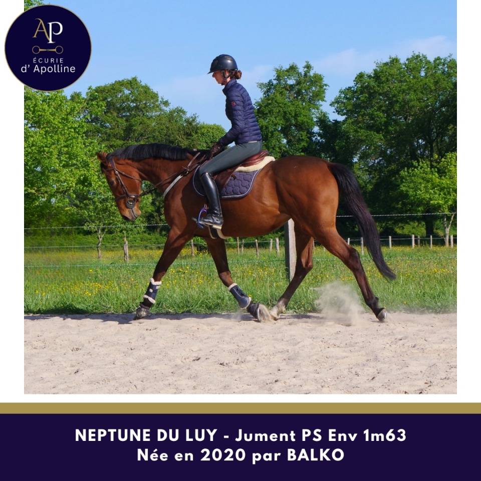 Belle jument 6 ans bon mental