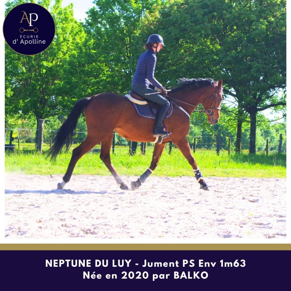 Belle jument 6 ans bon mental