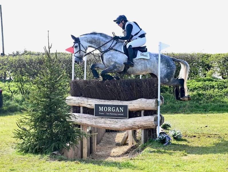 Jument Selle Fran&ccedil;ais A vendre 2015 Gris