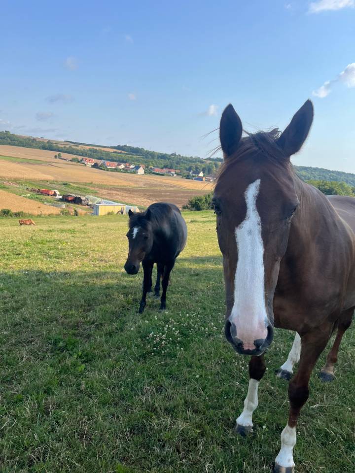 Jument CSO Demi Sang Anglo-arabe,